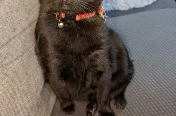 Help Find Binx: Chubby Black Cat Lost!