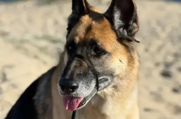 Missing dog Mountain House, photo: Lost German Shepherd, Needs Medication