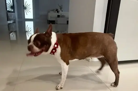 Lost Dog: Sweet Carmelita in Three Lakes