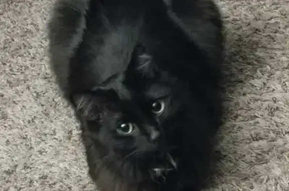 Lost: Timid Black Cat with Green Eyes