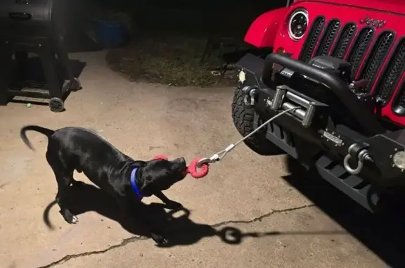 Missing dog Des Moines, photo: Lost Pitbull Near Meredith Dr - Help!
