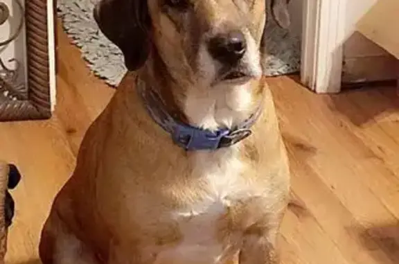 Help Find Dallas: Carmel & White Dog Lost
