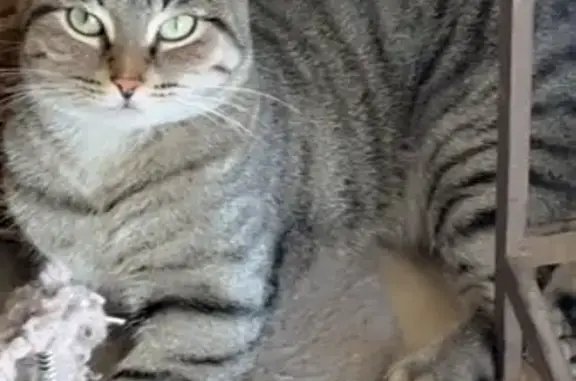 Missing: Friendly Gray Tabby in Phoenix