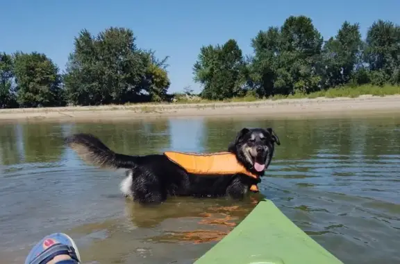 Lost Black & Tan Dog: Friendly & Goofy