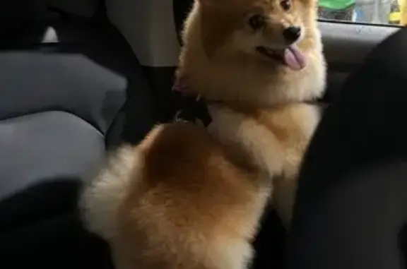 Perros perdidos, Tepic, foto: Perro Café Perdido en Tepic: Col. Cuauhtémoc