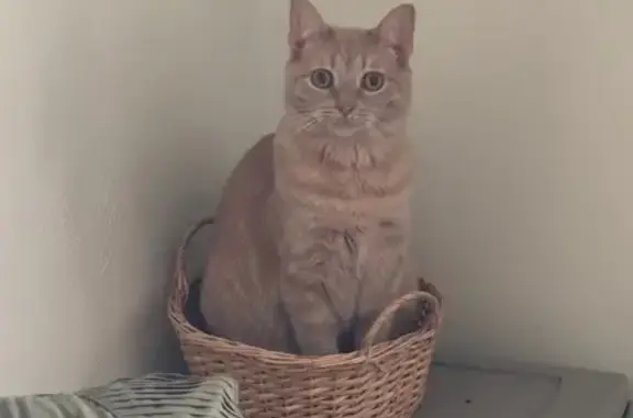 Missing cat Owensboro, photo: Lost Orange Cat: Friendly & Microchipped