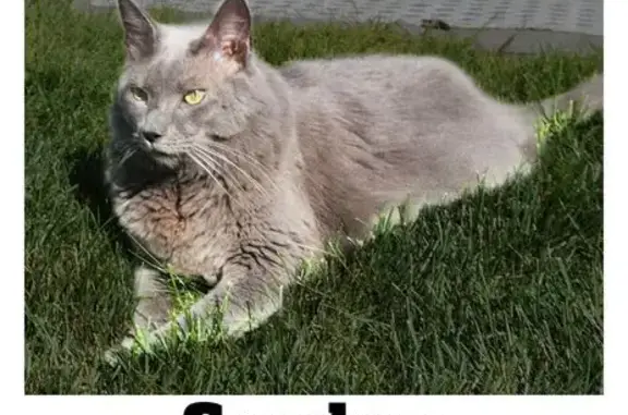 Lost Grey Cat in Uxbridge: Help Find Him