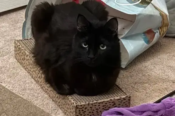Missing cat Denver, photo: Lost: Skittish Black Cat in Denver