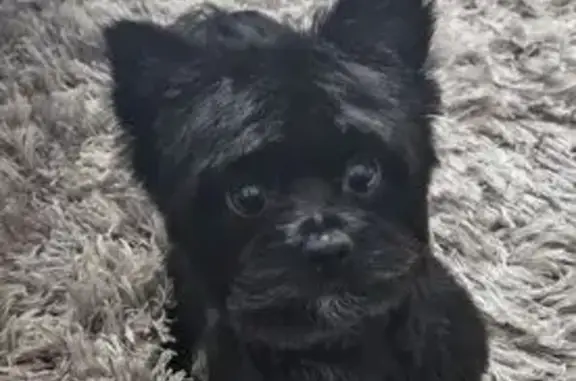 Lost Small Black Yorkie on Butternut Dr