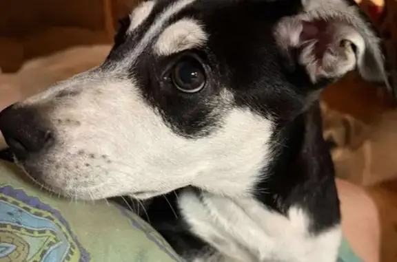 Lost Dog in Colorado Springs - Help!
