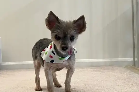 Lost Dog: Black/Tan, Blind & Deaf, Sterling