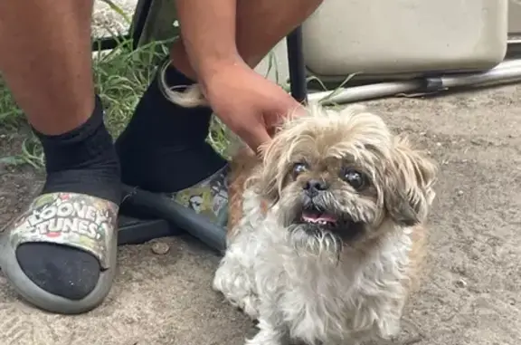 Lost: Friendly 14yo Shi Tzu in Detroit