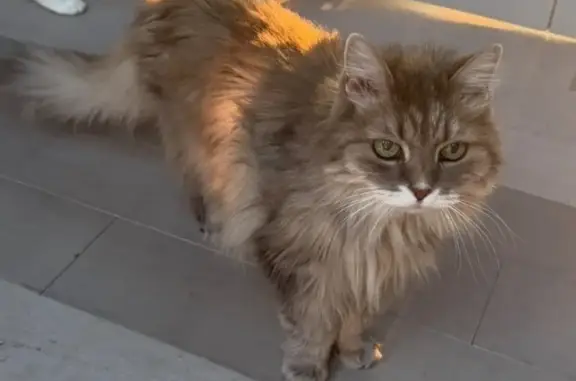 Lost 18-Year-Old Cat: Light Grey, Needs Meds