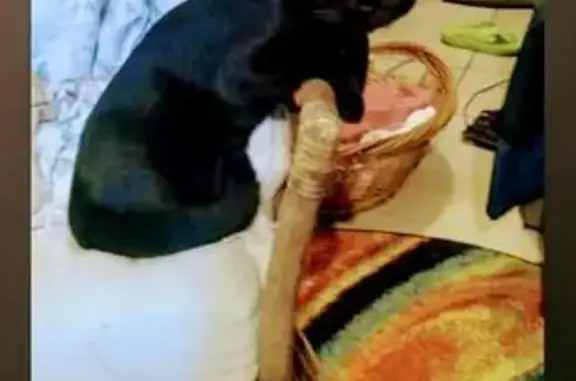 Missing cat Fort Smith, photo: Stolen Cat: Heartbreak on Yorkshire Dr.