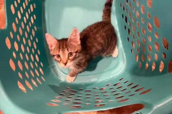 Help Find Lilo: Lost Kitten in Meriden