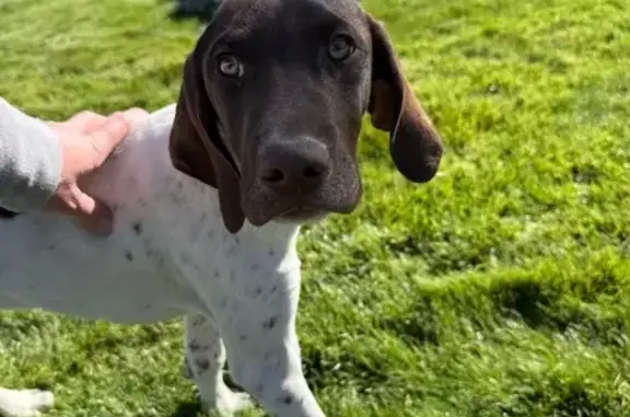 Found Dog on Lindstrom Rd, Oregon - photo