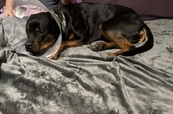 Lost Dog: Friendly, Green Collar, Camden