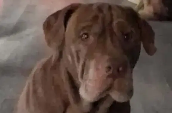 Lost Dog: Chunky, Friendly, Loves Kids!