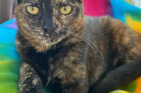 Missing cat Pensacola, photo: Help Find Godiva: Lost Cat in Pensacola!