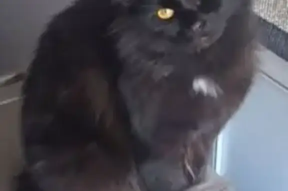 Lost Skittish Cat: Fort Smith Area