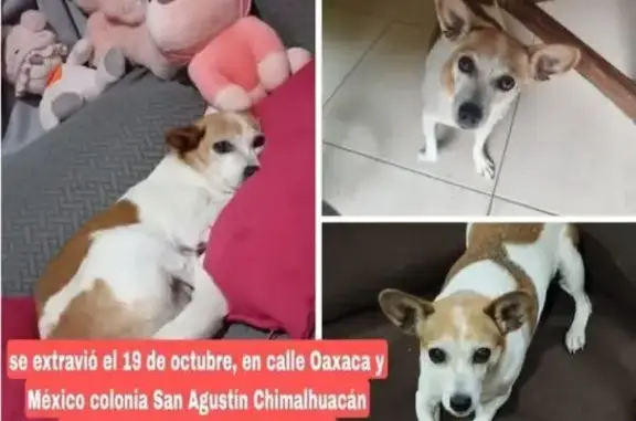 Perro Perdido con Cicatriz en Oaxaca