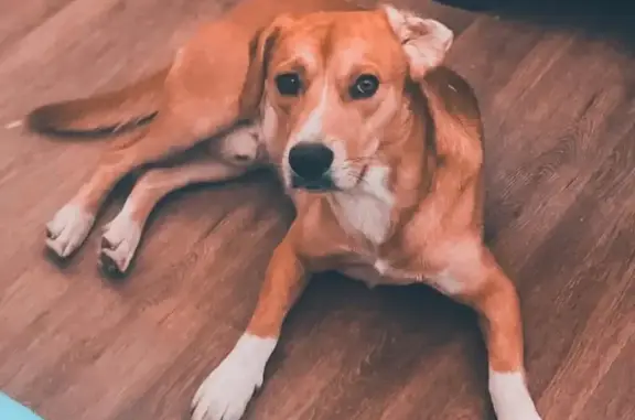 Lost Dog: Golden Retriever/Beagle Mix