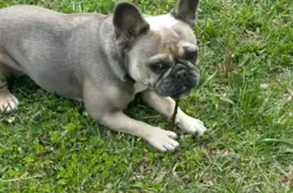 Lost Blue Fawn Dog: Green Tattoo, GA