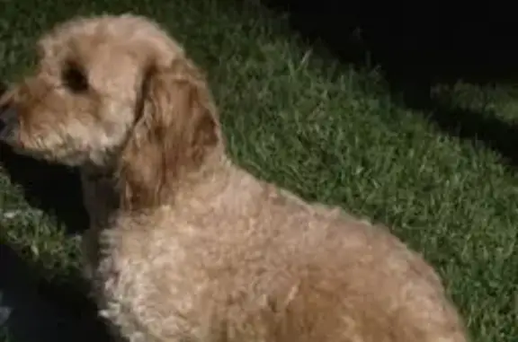 Lost Toy Poodle Mix on Rollins Ave