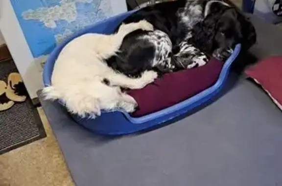 Chien noir et blanc perdu à Rebréchien - photo