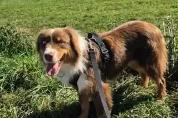 Chien perdu à Lourdes : Vinyl, craintif mais gentil - photo