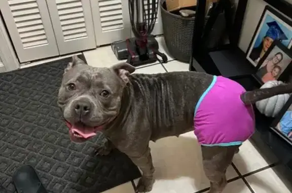 Lost Gray Dog: Friendly & Collarless!