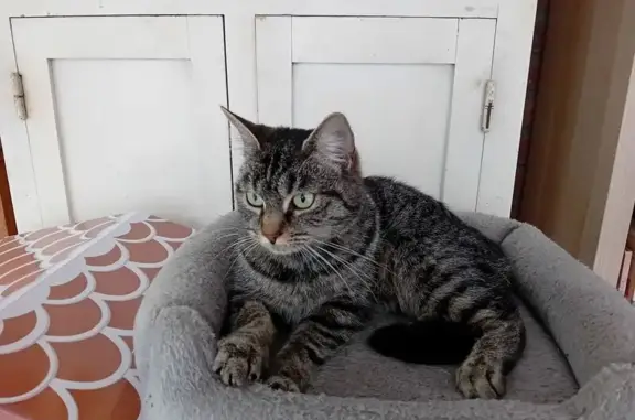 Chatte tigrée perdue à Fournes-en-Weppes - photo