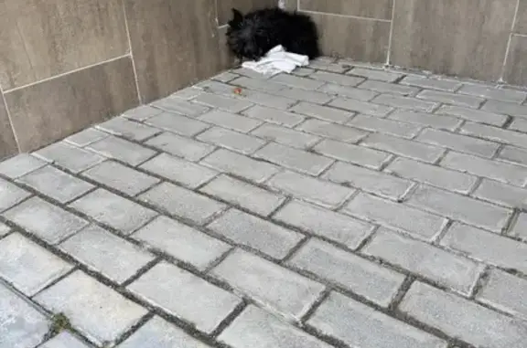 Знайдено собаку Львів, фото: Знайдена маленька собака на Під Голоском, 22