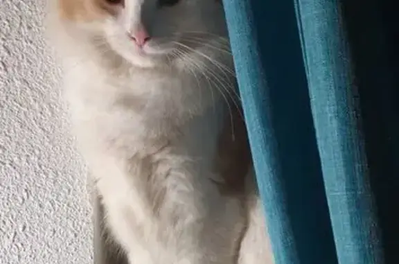 Chat 2 ans perdu, rue Châteauvert, Valence - photo
