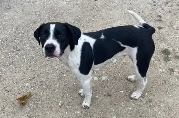 Animaux trouvés , photo: Chien mâle noir et blanc trouvé éduqué