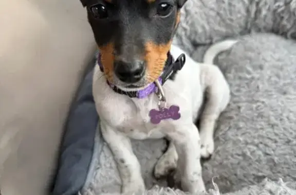 Lost 4.5-Month Jack Russell in...