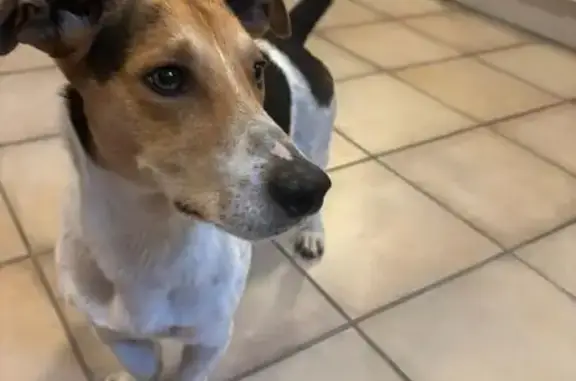 Found dog Stellenbosch, photo: Lost Afrikanus Dog at Tygerberg Hospital