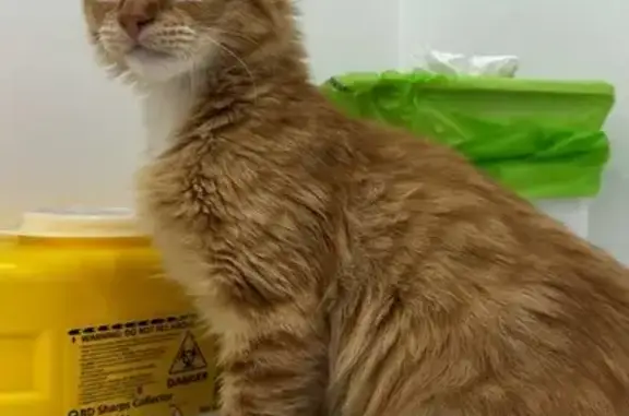 Lost Young Cat: Ginger with White Feet