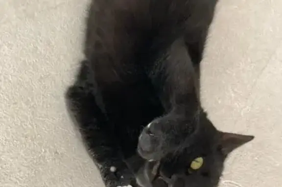 Chatte perdue, stérilisée, pucée à Saint-Méry - photo
