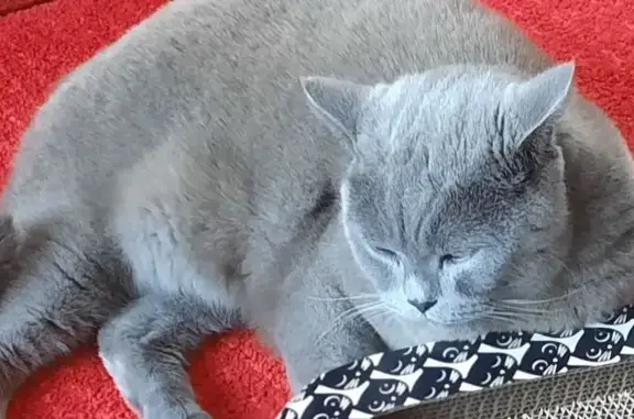 Chat perdu : British Shorthair bleu, Domme - photo