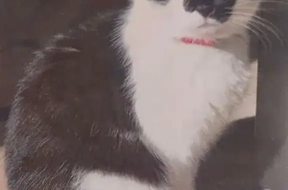 Chat perdu, Avesnes-le-Sec, photo: Chatte perdue à Avesnes-le-Sec
