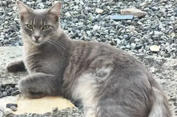 Chat gris perdu à Saint-Félix-Lauragais - photo