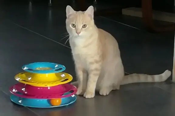 Animaux perdus Duisans, photo: Chat mâle beige perdu à Duisans