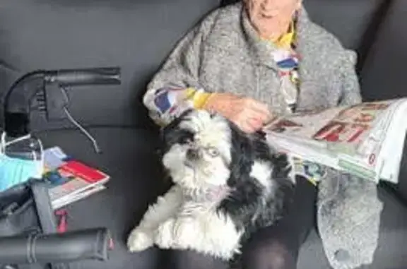 Lost pets , photo: Help Find Ruby: Beloved Black & White Dog