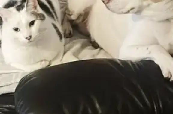 Lost White Cat: Black Spots, Microchipped