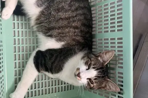 Chat tigré perdu à Folligny - photo