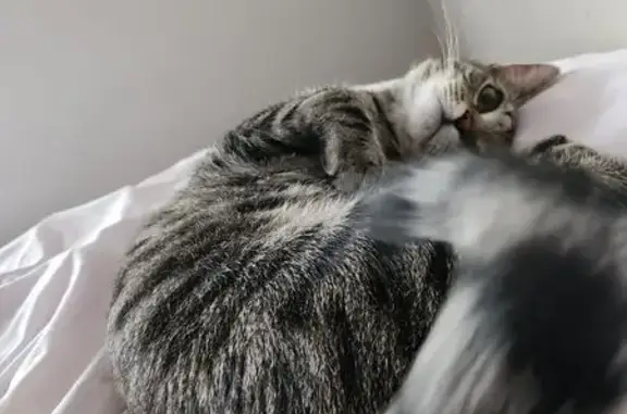 Missing cat Chattanooga, photo: Lost Cat in Chattanooga: Help Find Him!