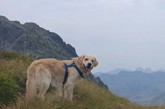 Perro Perdido en Panticosa: Arena Clara