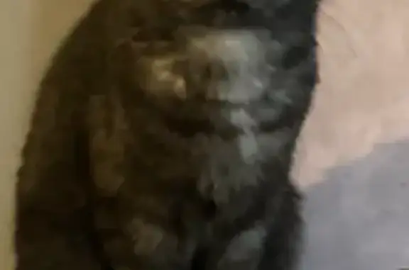 Chatte perdue à Caudebec-lès-Elbeuf - photo