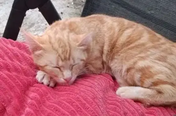 Animaux perdus , photo: Chatte rousse perdue, 1 an, Lambrey